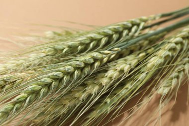 Bej arka planda yeşil buğday dikenleri, yakın plan