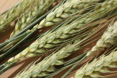 Bej arka planda yeşil buğday dikenleri, yakın plan