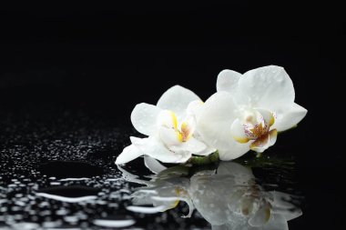 Siyah zemin üzerinde su damlaları olan güzel orkide çiçekleri, yakın plan