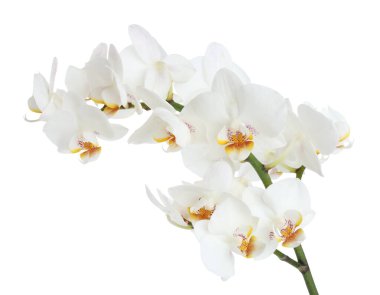 Beyaz üzerine izole edilmiş güzel orkide çiçekleri olan bir dal