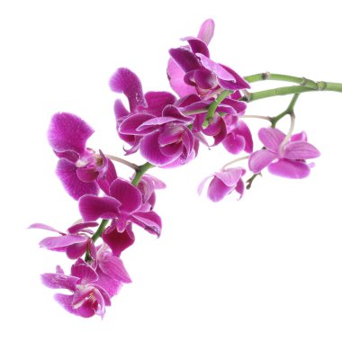 Güzel orkide çiçekleri ve su damlaları beyazın üzerine izole edilmiş.
