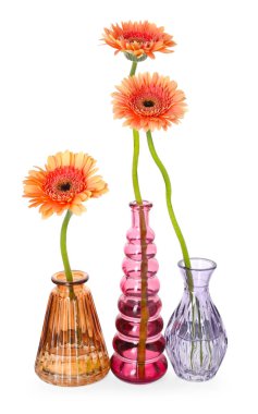 Güzel Gerbera çiçekleri beyaz vazolarda yalıtılmış vazolar içinde