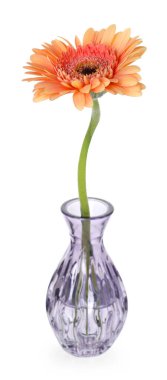 Güzel Gerbera çiçeği beyaz vazoda izole edilmiş vazoda.