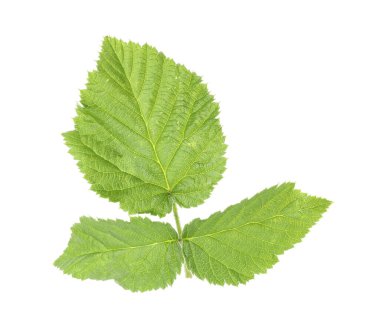 Yeşil ahududu yapraklı Sprig beyaz üzerine izole