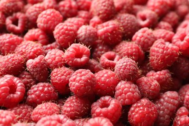Many fresh ripe raspberries as background, closeup