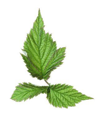 Yeşil ahududu yapraklı Sprig beyaz üzerine izole