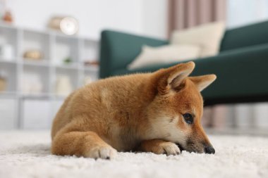Şirin Shiba Inu köpeği yerde yatıyor.