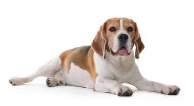 Beyaz arka planda sevimli bir Beagle köpeği. Sevimli hayvan.