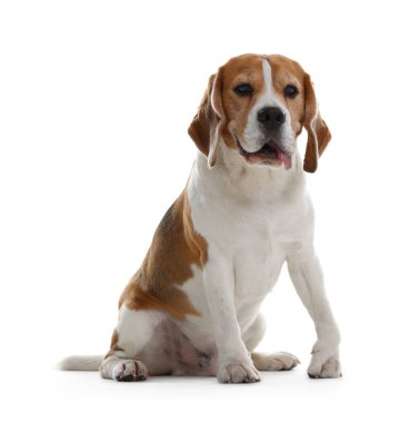 Beyaz arka planda sevimli bir Beagle köpeği. Sevimli hayvan.