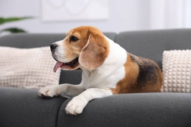 Evdeki kanepede yatan sevimli Beagle köpeği.
