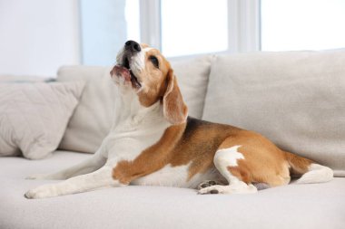 Evdeki kanepede yatan sevimli Beagle köpeği.