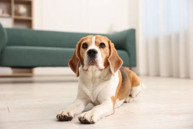 Evde yerde yatan sevimli Beagle köpeği.