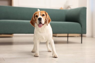 Evde yerde tatlı bir Beagle köpeği var.