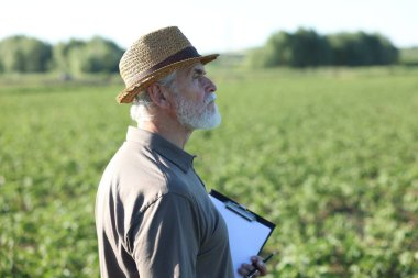 Olgunlaşmamış soya tarlasında panosu olan kıdemli çiftçi.