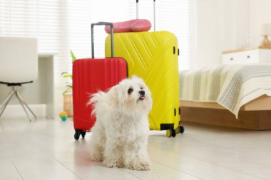 Evcil hayvan oteli. Şirin Maltese köpeği ve bavulları yerde.
