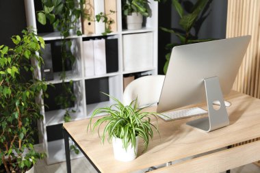 Ofisinde modern bilgisayar ve çiçek dekoru olan şık bir iş yeri. Biyofilik iç tasarım