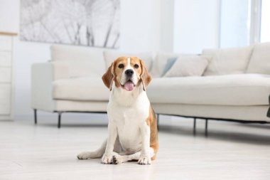 Evde yerde oturan sevimli Beagle köpeği.