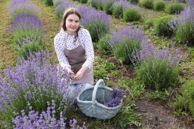 Güzel genç bir kadın tarlada lavanta çiçeği buduyor.