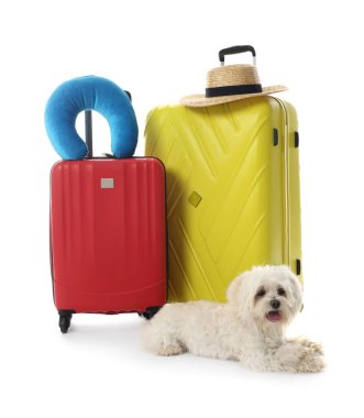 Evcil hayvan oteli. Beyaz arka planda kişisel eşyaları olan şirin Maltese köpeği ve bavullar.