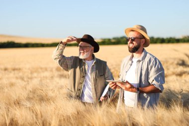 Olgun buğdaylı çiftçiler açık havada, metin için alan
