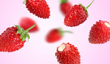 Taze olgun yabani çilekler pembe eğimli arka planda