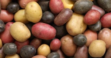 Arka plan olarak farklı patates türleri, üst görünüm