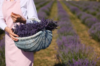 Tarlada elinde sepet dolusu lavanta çiçeği olan bir kadın, yakın plan. Metin için boşluk