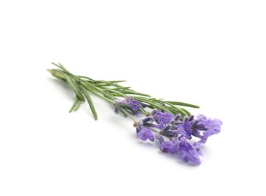Güzel kokulu lavanta çiçekleri beyazda izole edilmiş.