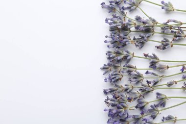 Beyaz arka planda beyaz lavanta çiçekleri, düz. Metin için boşluk