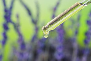 Pipetten lavanta yağı damlıyor. Arka planda bulanıklık var. Yakın plan. Metin için boşluk