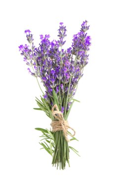 Beyaz bir demet güzel lavanta çiçeği