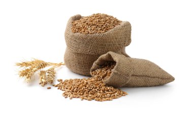 Çuvallardaki buğday taneleri ve çiviler beyaza izole edilmiş.