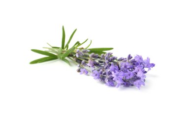 Güzel lavanta beyazı izole edilmiş. Güzel kokulu çiçekler.