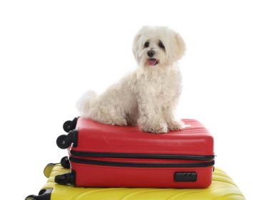 Evcil hayvan oteli. Beyaz arka planda şirin Malta köpeği ve bavulları.