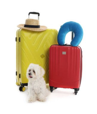 Evcil hayvan oteli. Beyaz arka planda kişisel eşyaları olan şirin Maltese köpeği ve bavullar.