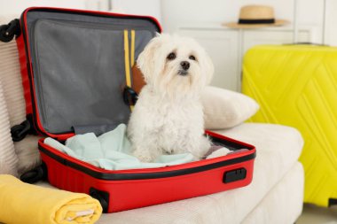 Evcil hayvan oteli. Kanepede kişisel eşyalarıyla birlikte bavuldaki şirin Maltese köpeği.