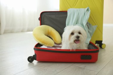 Evcil hayvan oteli. Bavulda şirin bir Maltese köpeği ve yerde kişisel eşyaları var.