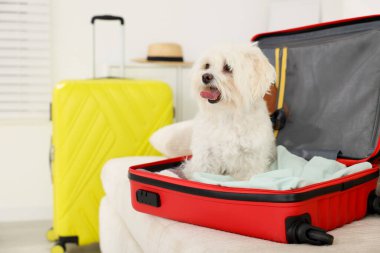 Evcil hayvan oteli. Kanepede kişisel eşyalarıyla birlikte bavuldaki şirin Maltese köpeği.