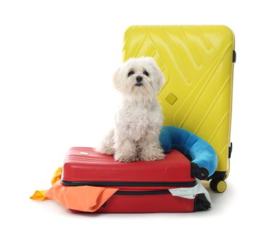 Evcil hayvan oteli. Beyaz arka planda kişisel eşyaları olan şirin Maltese köpeği ve bavullar.