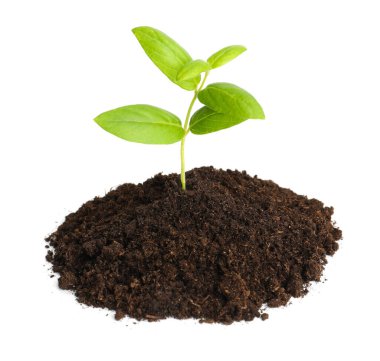 Genç bitki, beyazın üzerinde izole edilmiş toprak yığınının içinde büyüyor.