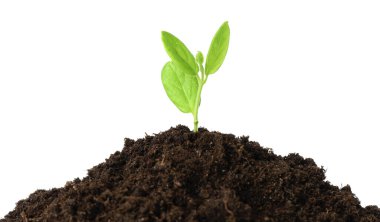 Genç bitki, beyazın üzerinde izole edilmiş toprak yığınının içinde büyüyor.