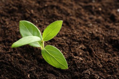 Toprakta yetişen genç bitki, yakın plan