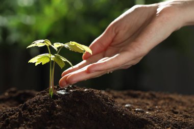 Genç bir bitkinin altındaki toprağa su döken kadın, yakın plan.