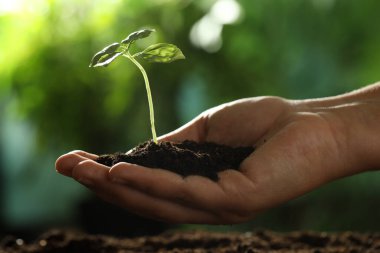 Genç bitkilerle toprağı tutan kadın, yakın plan.