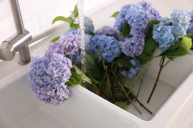 Mutfak lavabosundaki güzel mavi hortensiya çiçekleri, yakın plan.