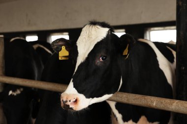 Süt çiftliğindeki ahırın içinde çitin yanındaki şirin inek.