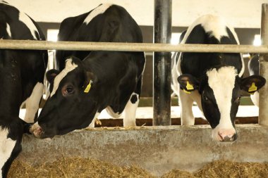 Süt çiftliğindeki ahırın içinde çitin yanındaki şirin inekler.