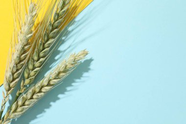 Arkaplanda yeşil buğday sivri uçlu, düz bir zemin. Metin için boşluk