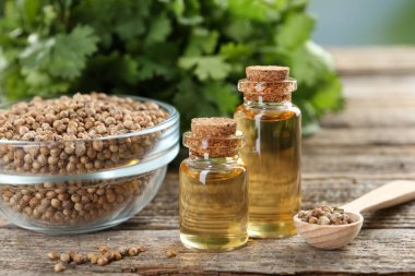 Kişniş yağı şişeler, tohumlar ve kişniş yaprakları ahşap masa, yakın çekim