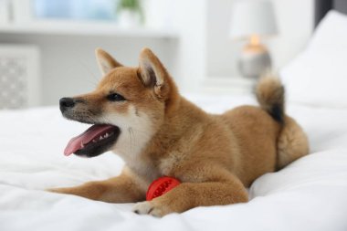 Oyuncak topla kapalı alanda Shiba Inu köpeği.